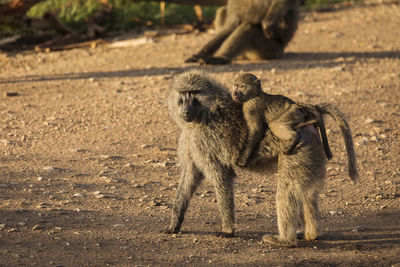 Monkeys in a field