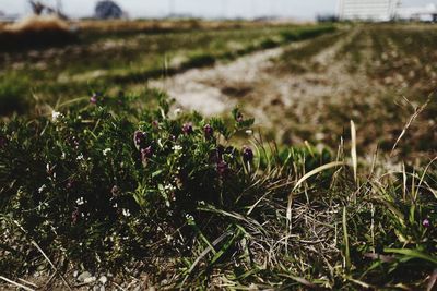 Close-up of plants growing on field