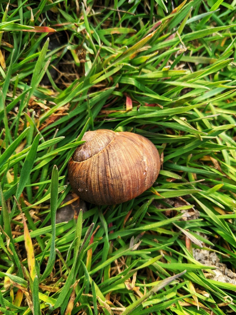 grass, plant, green, nature, growth, land, no people, day, field, high angle view, close-up, lawn, gastropod, food, mollusk, outdoors, snail, snails and slugs, food and drink, shell, vegetable, beauty in nature, animal wildlife, leaf, animal shell, mushroom, freshness, tree, animal, brown, fungus