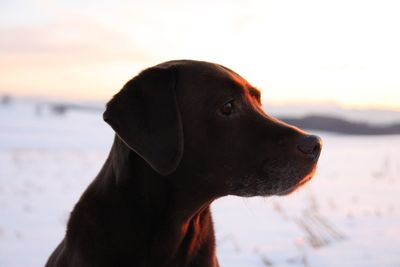 Close-up of dog looking away