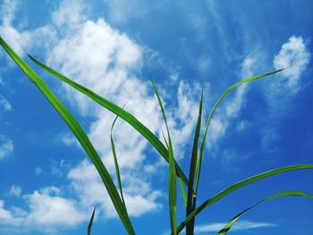 Low angle view of plants against sky