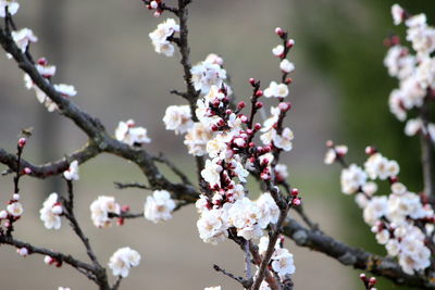 Close-up of cherry blossom