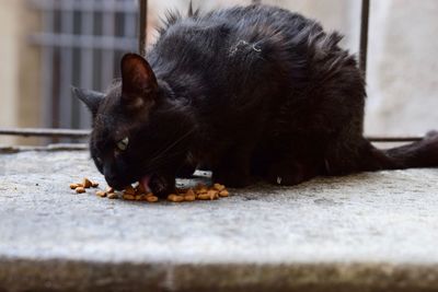 Close-up of stray cat feeding on window sill