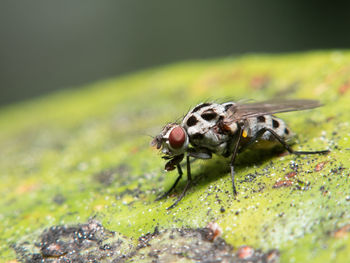 Close-up of fly on leaf