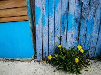 Close-up of yellow flowers against blue door