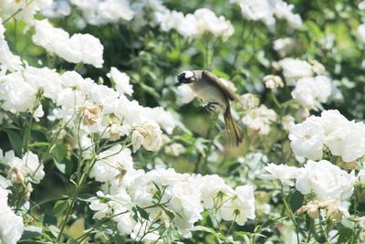 Bird flying near white flowers