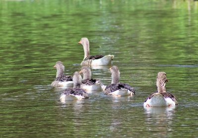 Ducks swimming in lake