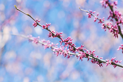Purple canadian flowers on a branch on a sunny spring day against a blue sky. selective focus.