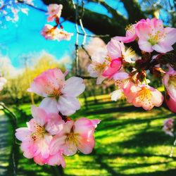 Close-up of pink flowers blooming outdoors