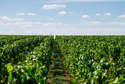 Scenic view of agricultural field against sky