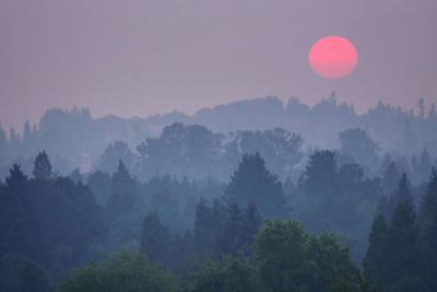 Scenic view of forest against sky during sunset