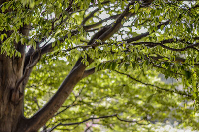 Low angle view of tree in forest