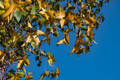 Low angle view of autumnal leaves against blue sky