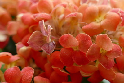 Full frame shot of red flowering plants