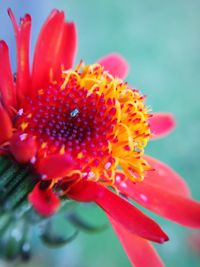 Close-up of red flower blooming outdoors