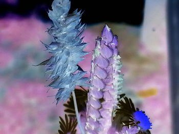 Close-up of plant against blurred background