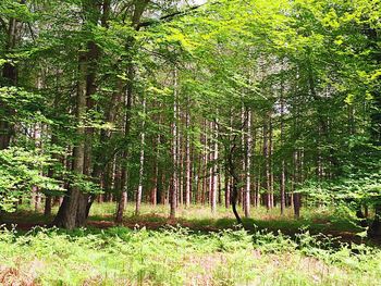 Trees in forest