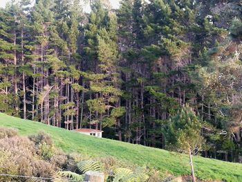 View of pine trees in forest