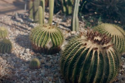 Close-up of cactus growing on field