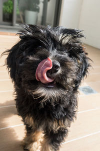 Close-up portrait of black dog