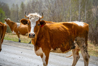 Close-up of cow