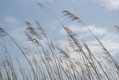 Low angle view of reed grass against sky