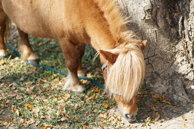 Close-up of horse