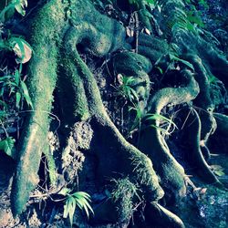 Close-up of plants growing in forest