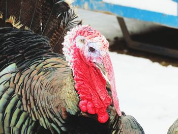 Close-up of turkey