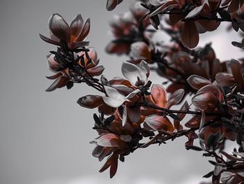 Close-up of flowers against blurred background