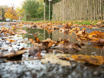 Fallen leaves floating on lake