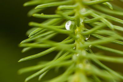 Full frame shot of fresh green plant