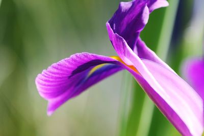 Close-up of purple flowering plant