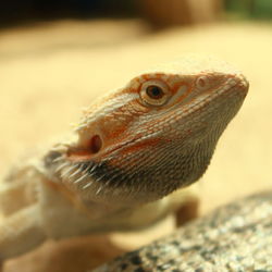 Close-up of lizard