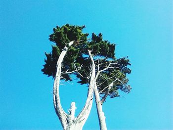 Low angle view of tree against clear blue sky