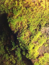 High angle view of moss growing in forest