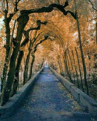 Footpath amidst trees in forest