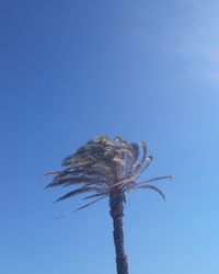 Low angle view of a tree against clear blue sky