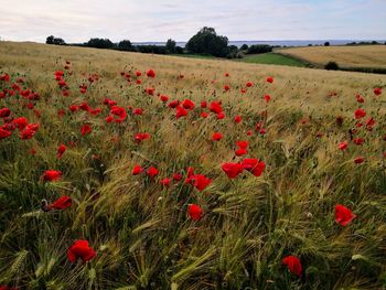 Red poppy flowers in field