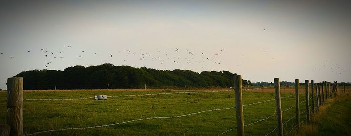 Cows grazing on grassy field