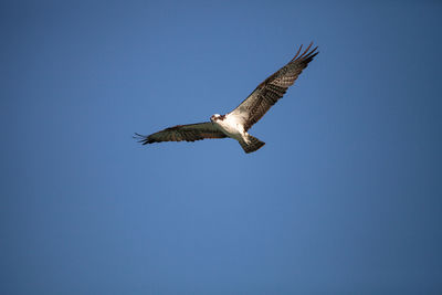 Osprey bird of prey pandion haliaetus flying across a blue sky over clam pass in naples, florida 
