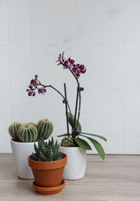 Cactus, orchid flowers and succulent plant in pots on the table, house plants