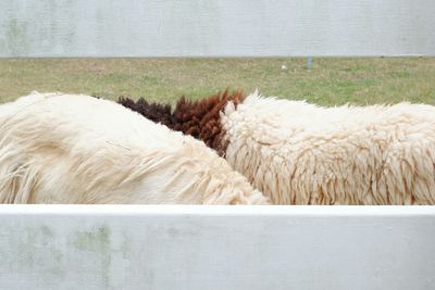 View of sheep on field