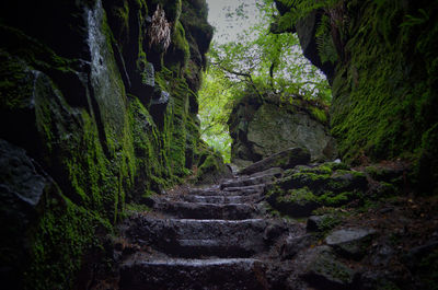 Steps amidst trees