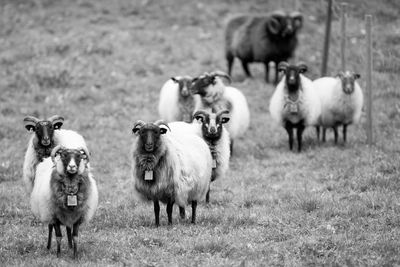 Flock of sheep standing on grassy field