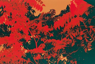 Close-up of red leaves