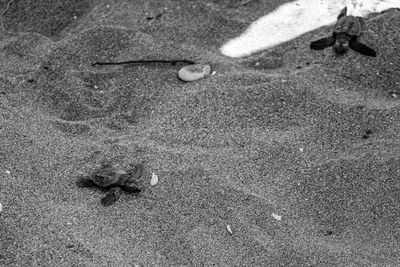 High angle view of crab on sand