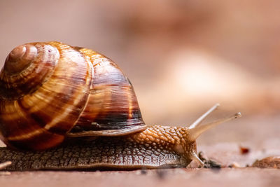 Big striped grapevine snail with a big shell in close-up and macro view shows interesting details