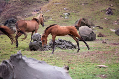 Horses grazing in a field