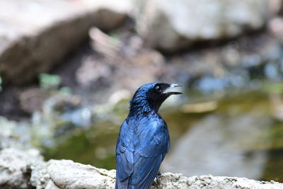 Close-up of bird perching on rock
